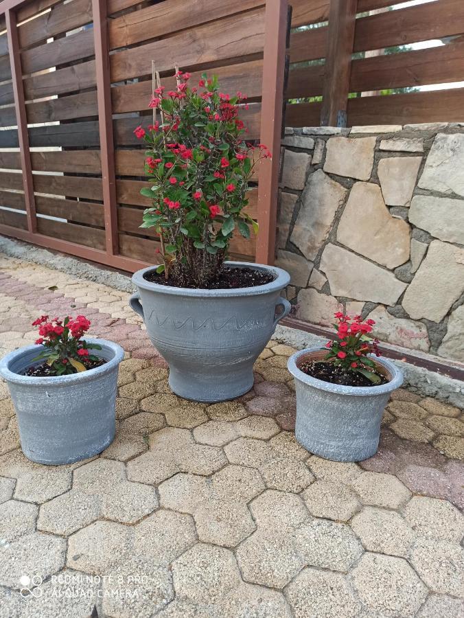 Cactus Home Kalamaki  Dış mekan fotoğraf